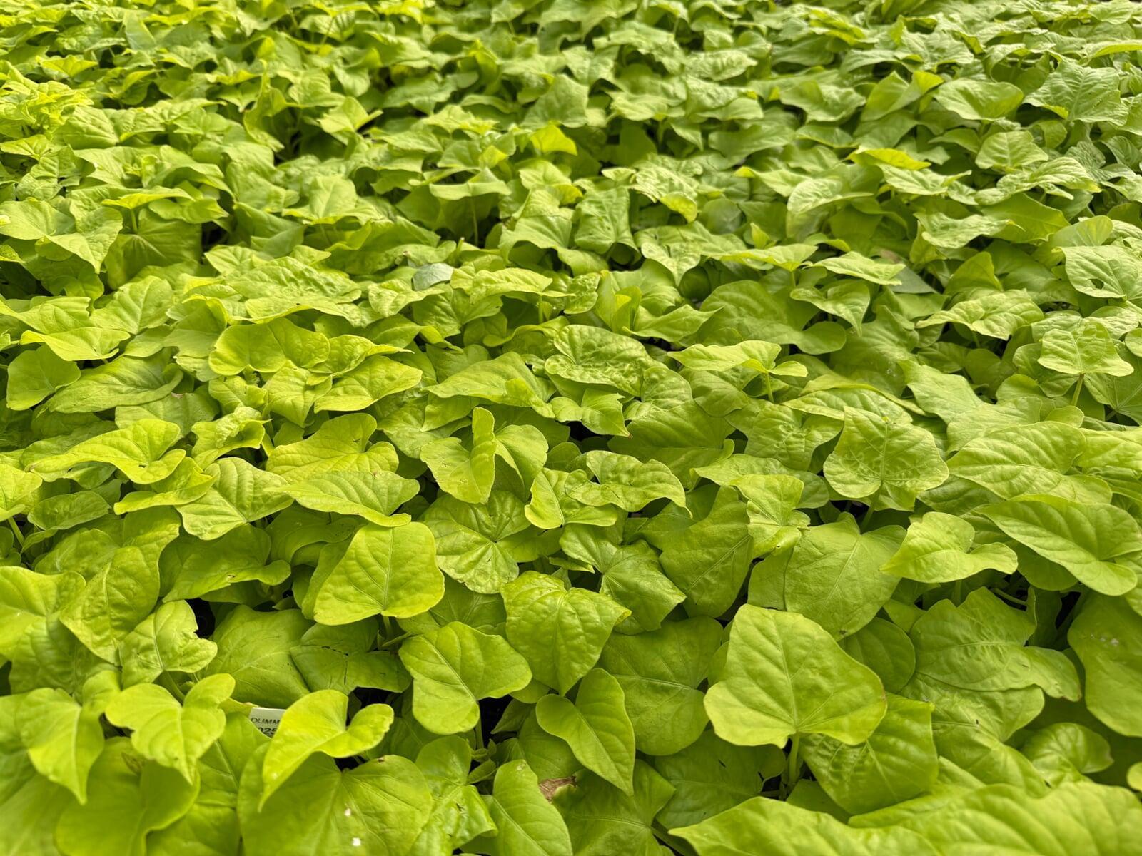 PowerStarts by Tagawa