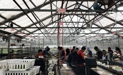 Tagawa Greenhouse Internship Program