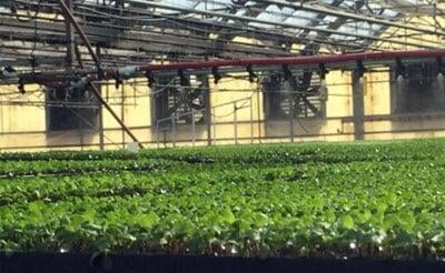 Tagawa Greenhouse Internship Program